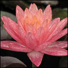 IHL Nymphaea 'Wanvisa'