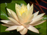 IHL Nymphaea 'Barbara Dobbins'