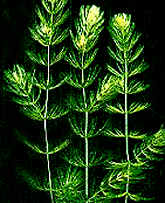 IAP Hornwort / Foxtail - Ceratophyllum demersum