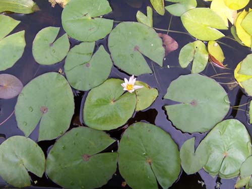 ITL Nymphaea minuta