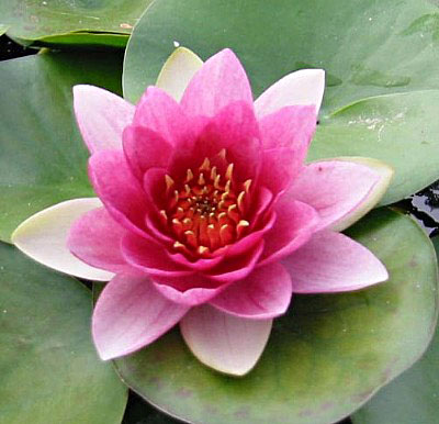 IHL Nymphaea 'Attraction'