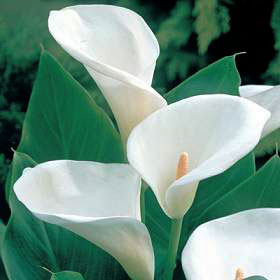 IBP Calla Lily - Zantedeschia aethiopica