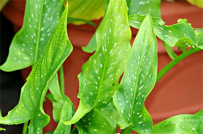 IBP Calla Lily - Spotted Leaved White Arum - Zantedeschia albomaculata