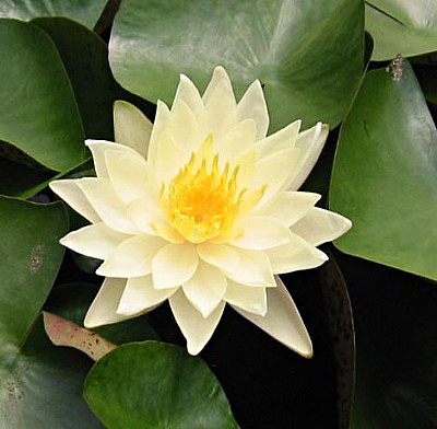 IHL Nymphaea 'Charlene Strawn'