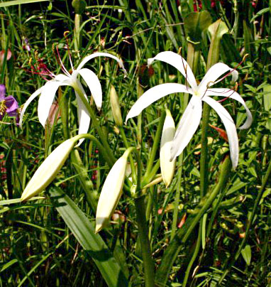 IBP Bog Lily Red Leaved - Crinum americanum 'Sangria' - Large plant