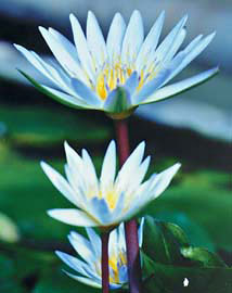 ITL Nymphaea 'Dauben'