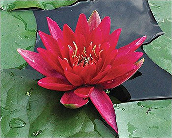 IHL Nymphaea 'Black Princess'