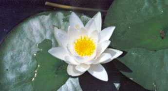 IHL Nymphaea 'Hermine'