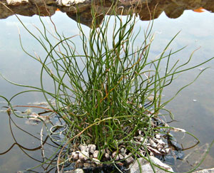 IBP Blue Medusa Rush - Juncus inflexus 'Afro'