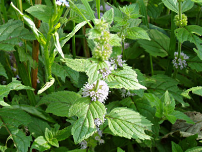 IBP Aquatic Mint - Mentha aquatica