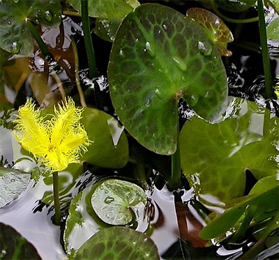 IBP Alligator Leaf Nymphoides - Nymphoides crenata