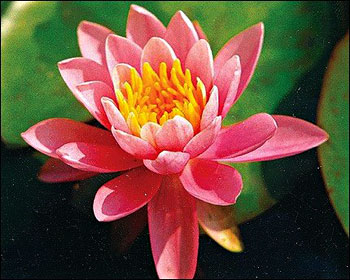 IHL Nymphaea 'Rose Arey'