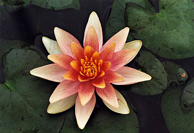 IHL Nymphaea 'Solfatare'