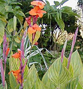 165_canna_pretoria.jpg