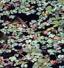 165_mini_water_clover.jpg