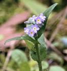 165_myosotis_scorpioides.jpg