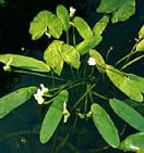 IBP African Water Hawthorn - Aponogeton distacheus