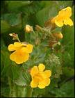 2009_mimulus_165.jpg