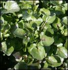 2009_watercress_165.jpg