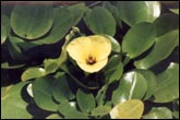 IBP016_Hydrocleis_nymphaeoides.jpg