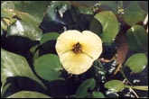 IBP017_Hydrocleis_nymphaeoides_gigantea.jpg