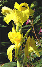 canna_tallyellow_165.jpg