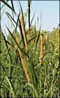 cattail_165.jpg