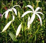 crinum_americanum_165.jpg