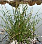 juncus_spiralis_165.jpg