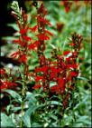 lobelia_cardinalis_165.jpg