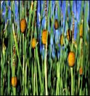 typha_laxmanni_165.jpg