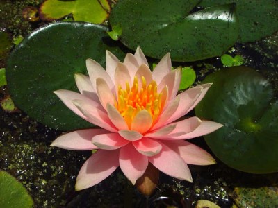 IHL Nymphaea 'Rosy Morn'