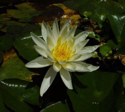 IHL Nymphaea 'Hal Miller'