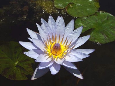 ITL Nymphaea 'Panama Pacific'