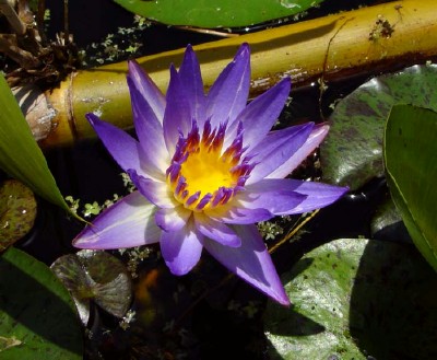 ITL Nymphaea 'Tina'