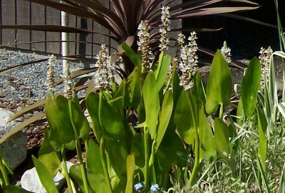 IBP Pickerel Plant - White - Pontederia chordata alba