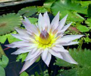 ITL Nymphaea 'Wood's Blue Goddess' 